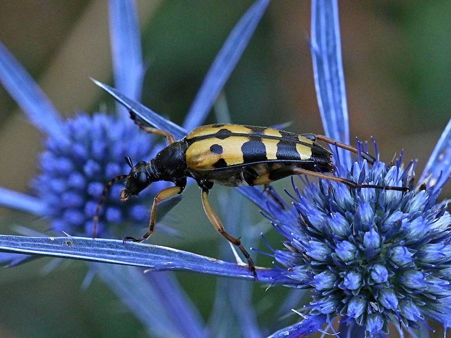 Rutpela maculata (mutilata)